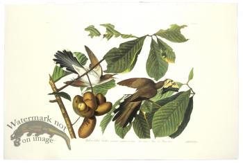 Yellow Billed Cuckoo